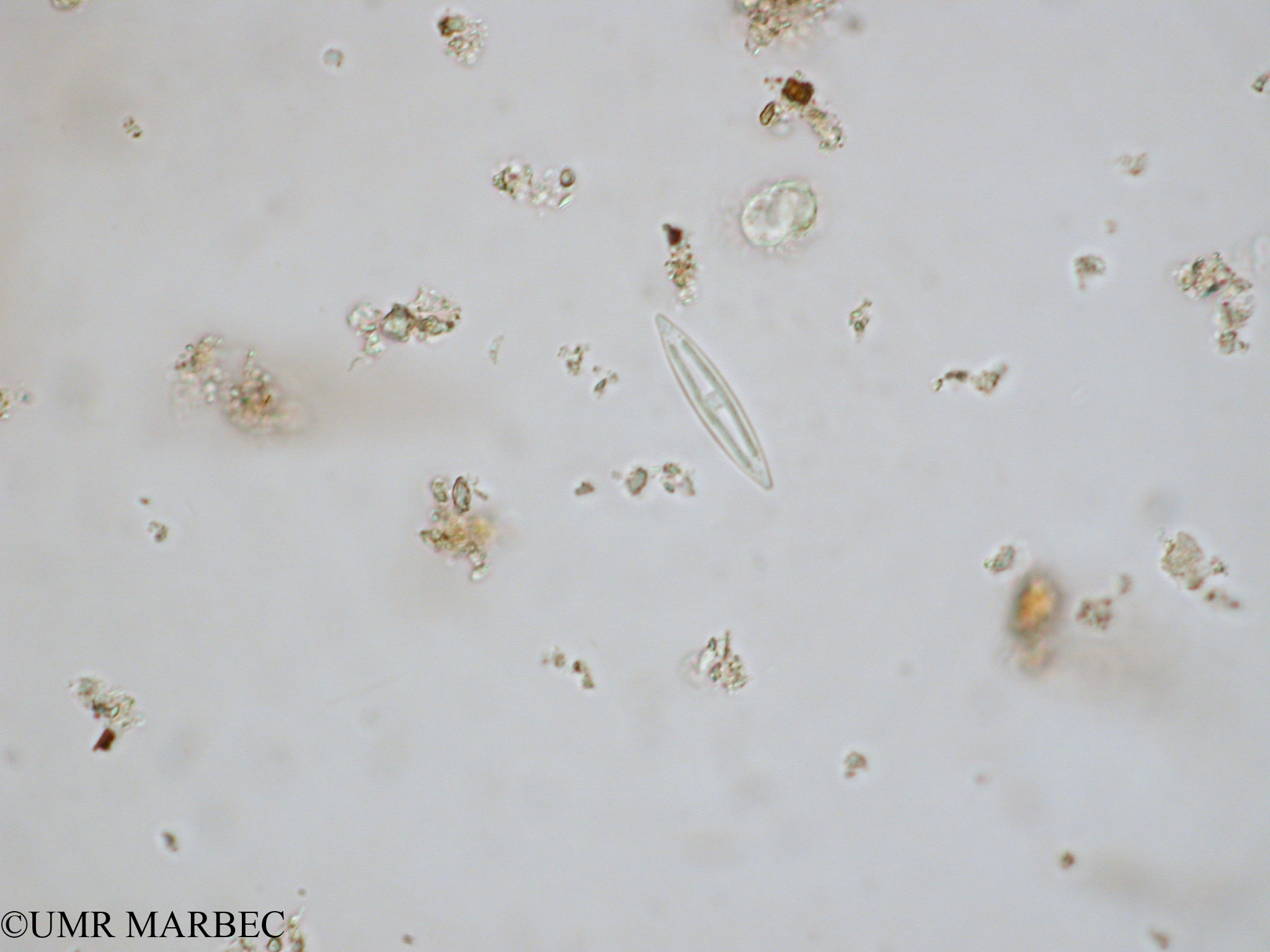 phyto/Tulear Lagoon/all/ICAR2 Avril 2008/Navicula sp2 (Navicula sp2 x1.5x40 d)(copy).jpg